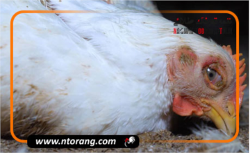 بیماری های مهم صنعت پرورش مرغ گوشتی